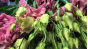 В срезах цветов лизиантуса, происхождением Нидерланды, выявлен карантинный для РФ объект