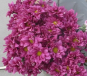 В срезах цветов хризантемы, происхождением Эквадор, выявлен карантинный для РФ объект