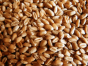 Россельхознадзор выдал предостережение тульскому сельскохозяйственному предприятию за нарушение процедуры декларирования пшеницы и ячменя