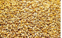 Россельхознадзор выдал предостережение тульскому предпринимателю за нарушение процедуры декларирования более 2,5 тысяч тонн зерна