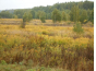Управление Россельхознадзора выдало предостережение собственнику земель сельхозназначения в Московской области за зарастание и захламление